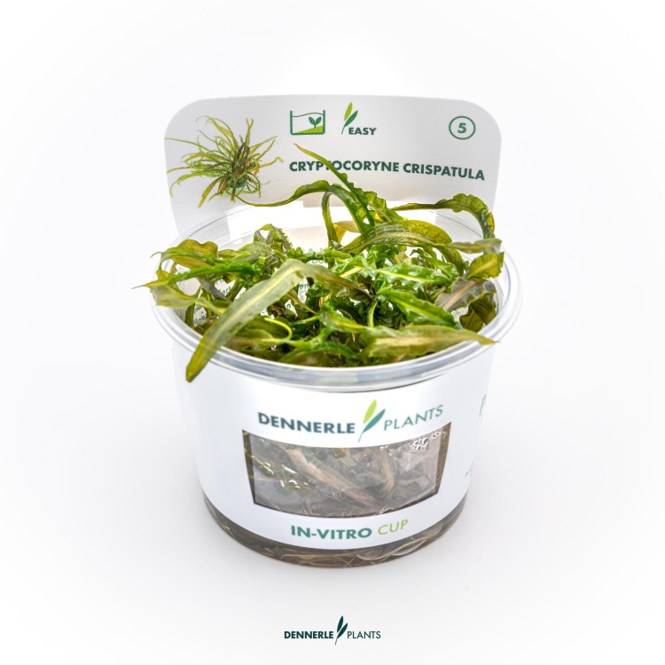 Dennerle Cryptocoryne crispatula In-Vitro - imagine 6